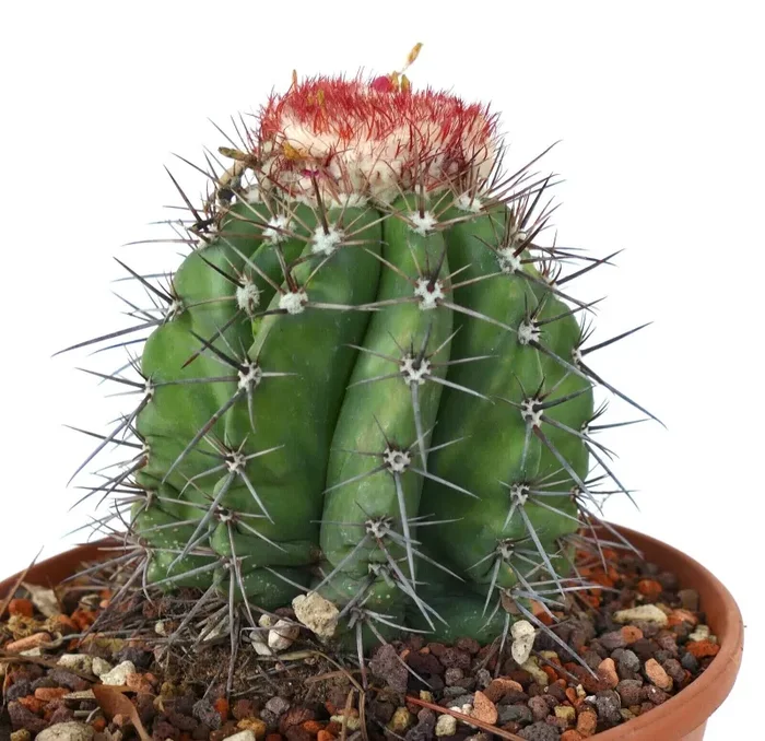 Melocactus actinacanthus Rio Alabama
