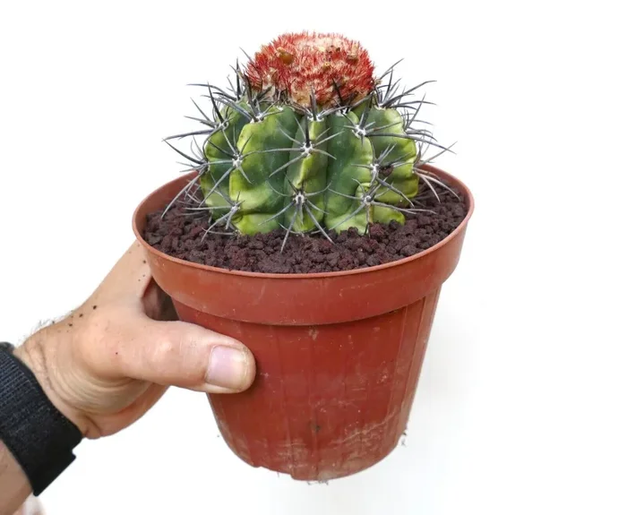 Melocactus bahiensis subs. amethystinus