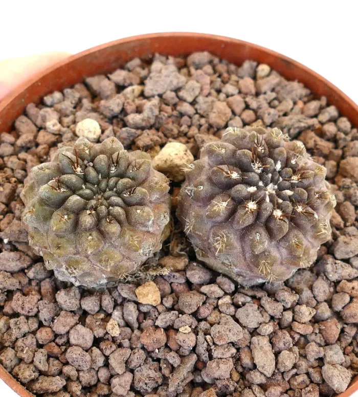 Neochilenia huascensis 2 PLANTS 15 Saldi