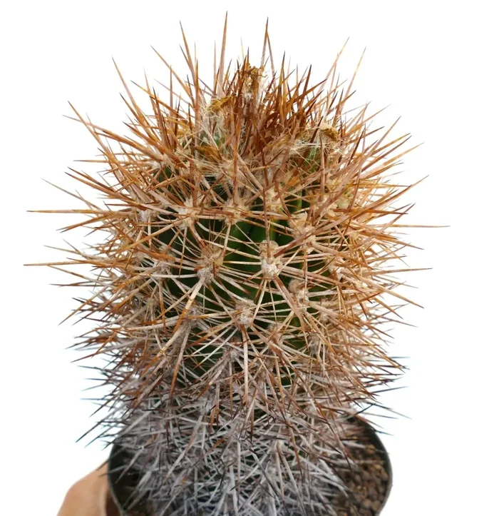 Neoporteria nigrihorrida var. crassispinus SEMI
