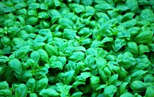 Ocimum basilicum ‘Basilico Ligure di Prà’ SEEDS Vendita online