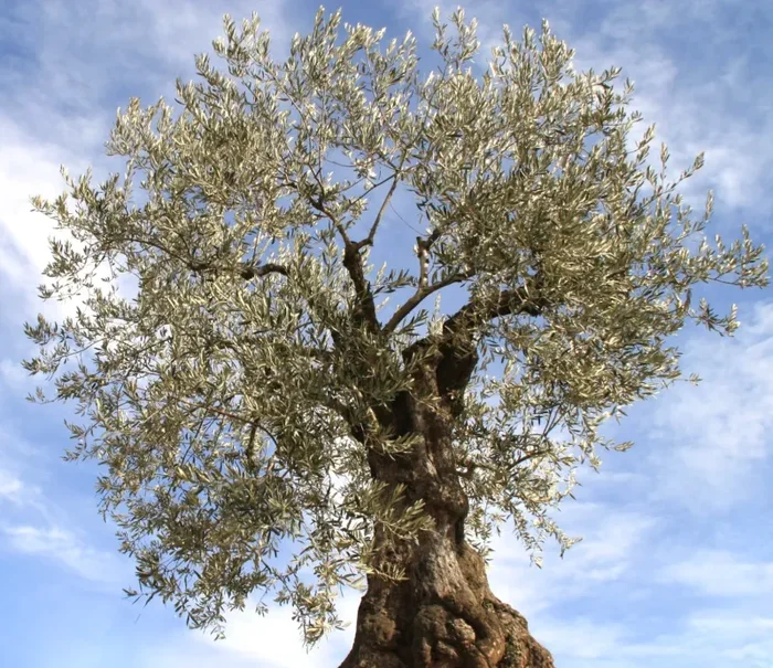Olea europaea cv “Nocellara”