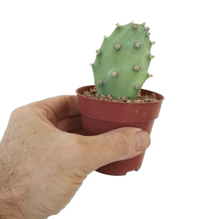 Opuntia sp. “BAKAMI” ex Thailand (unrooted) S3