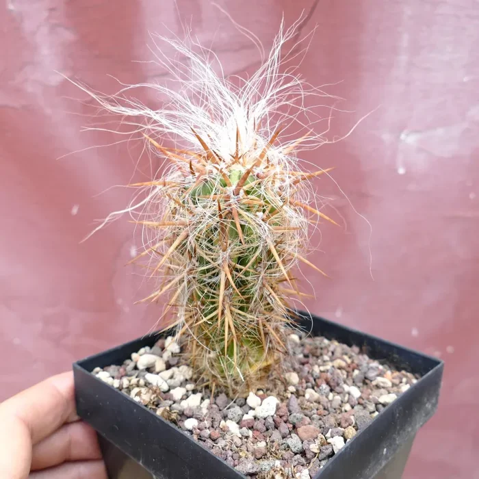 Oreocereus celsianus STRONG SPINES Vendita calda online