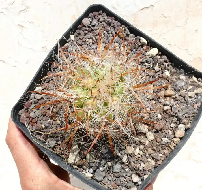 Oreocereus celsianus var. boliviensis AY3 12cm HIGH