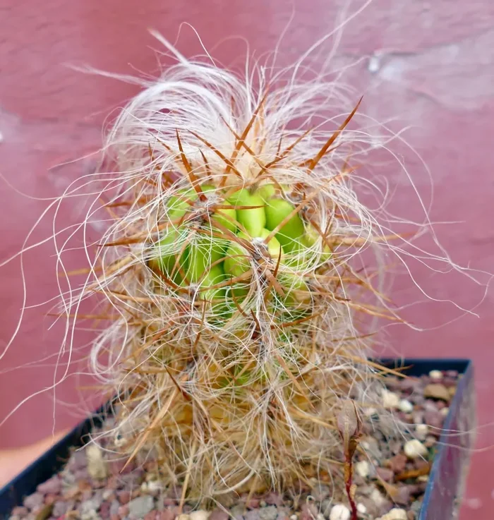 Oreocereus celsianus var. boliviensis Online ora