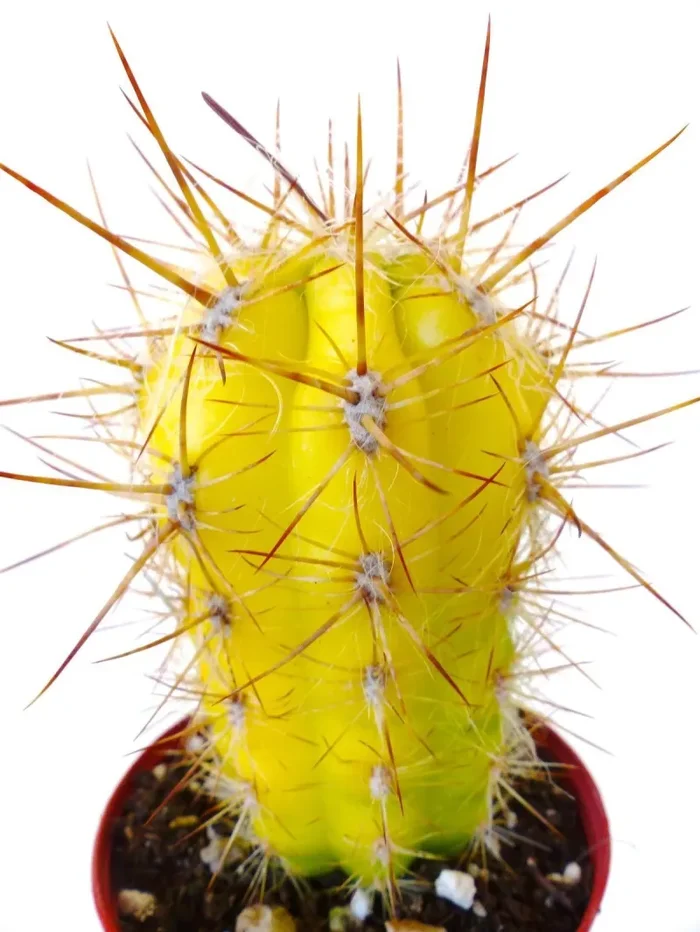 Oreocereus celsianus VARIEGATO SEMI