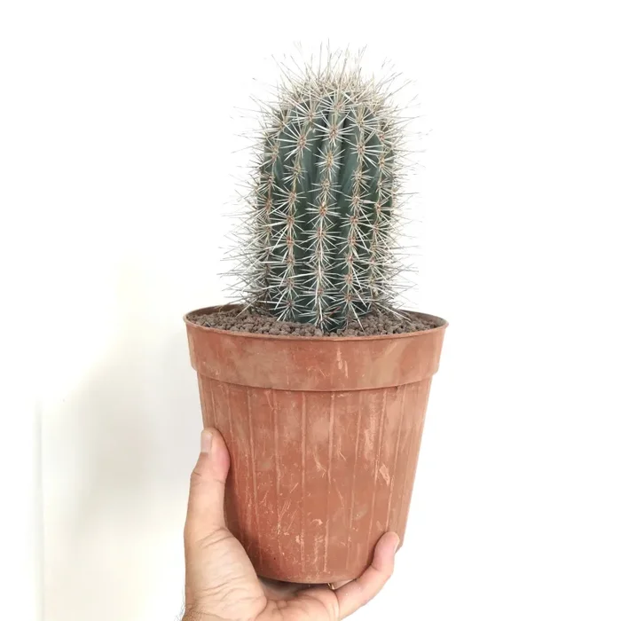 Pachycereus pringlei T10