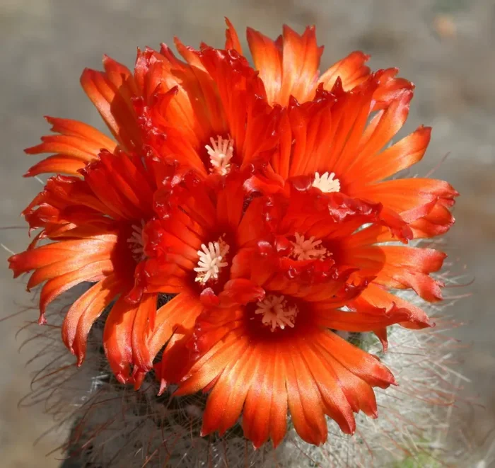Parodia sanguiniflora FG16 SEMI