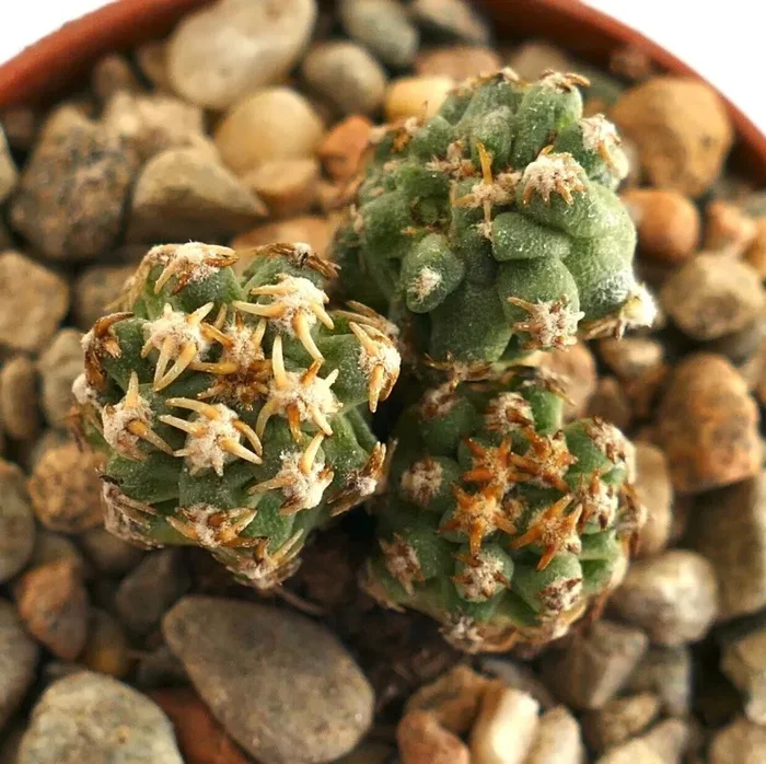 Pediocactus peeblesianus (3 seeldings) Navajo, D8 Vendita calda online