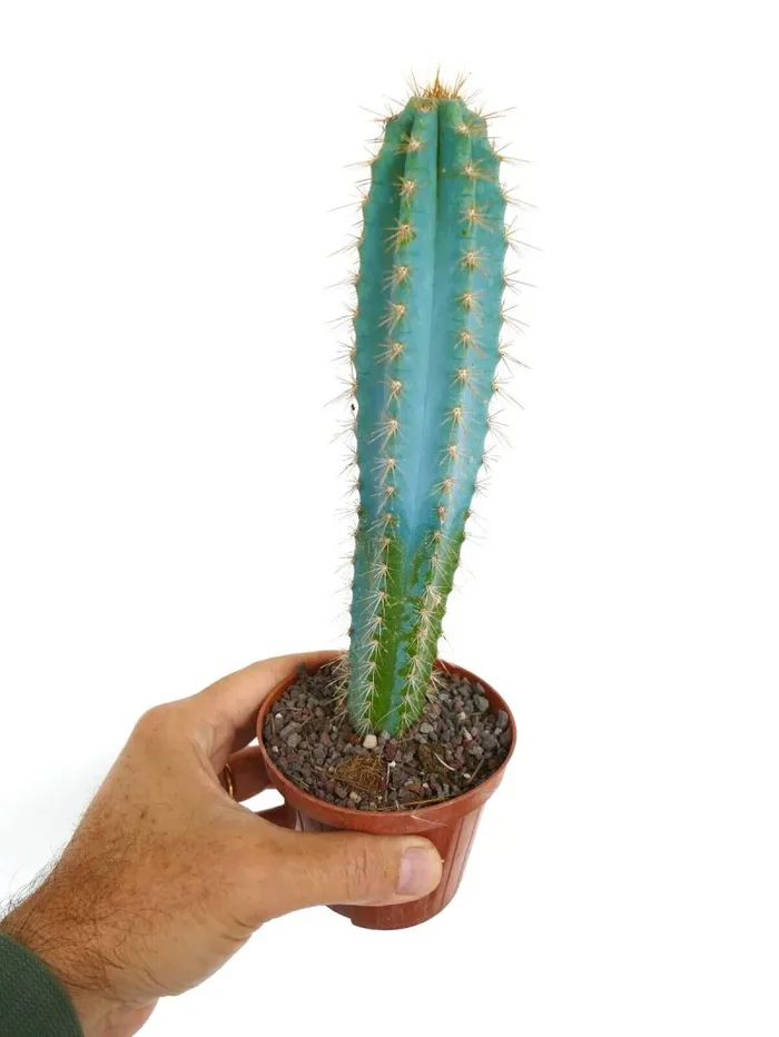 Pilosocereus azureus H7 - immagine 2