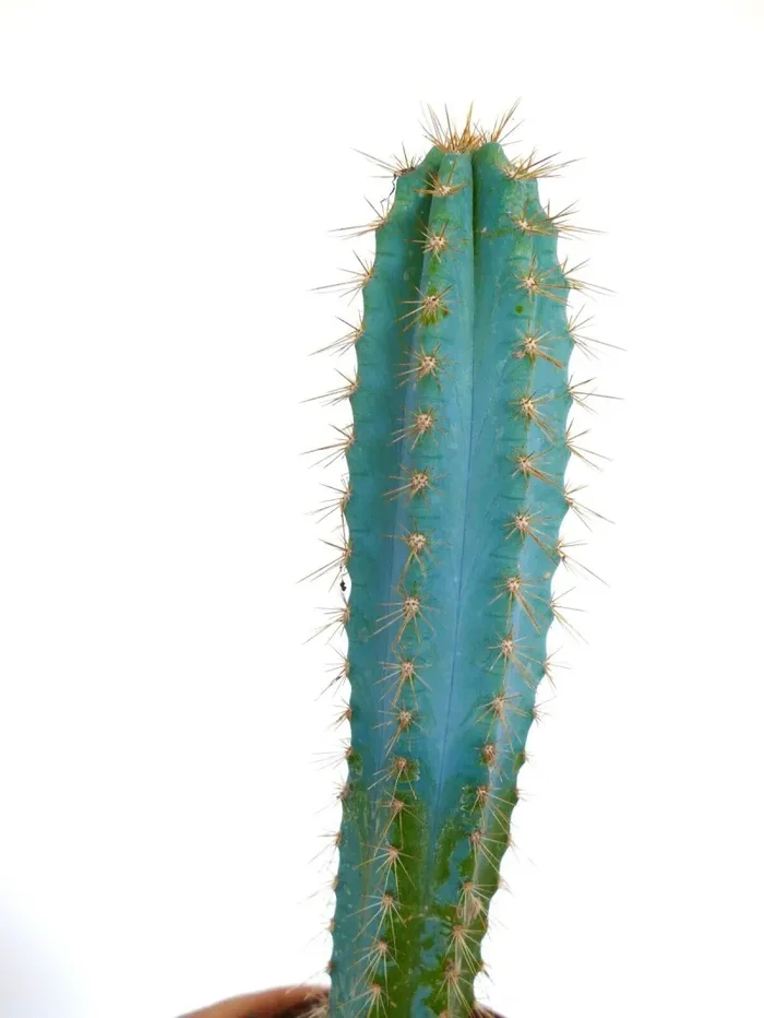Pilosocereus azureus H7 - immagine 3