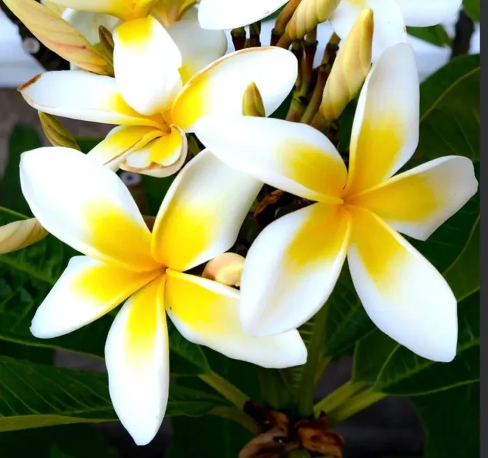 Plumeria alba cv YELLOW DIAMOND 30-80cm In saldo