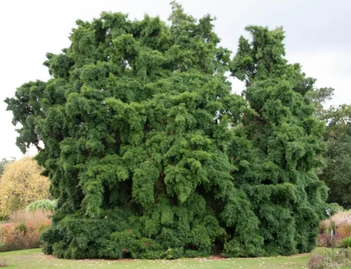 Podocarpus salignus Saldi