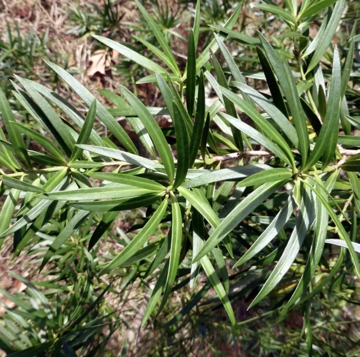 Podocarpus salignus Saldi - immagine 2