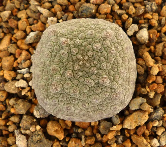 Pseudolithos cubiformis SEMI