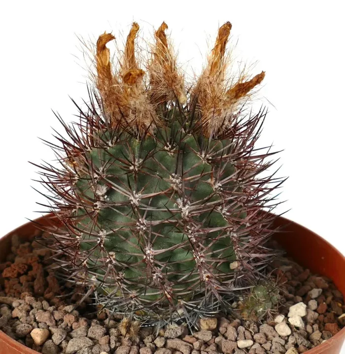 Pyrrhocactus AW293 (Los Colorados, Chile)