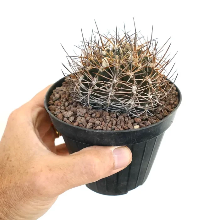 Pyrrhocactus curvispinus (La Quinilla, CHILE) H9