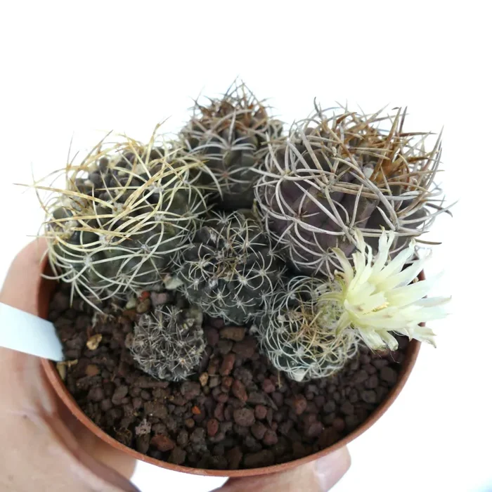 Pyrrhocactus pulchellus var. albispinus FULL POT T65 Saldi