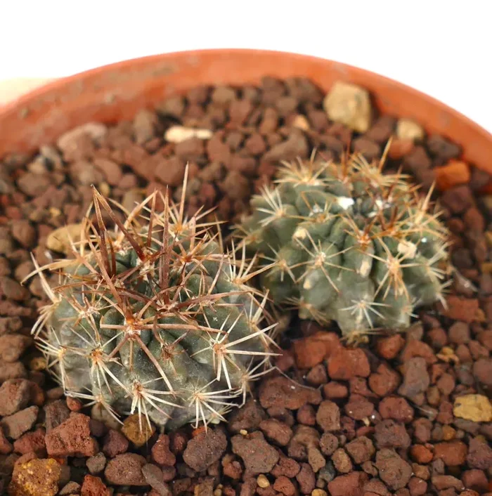 Pyrrhocactus strausianus (syn. Eriosyce) (2 seedings) Vendita online