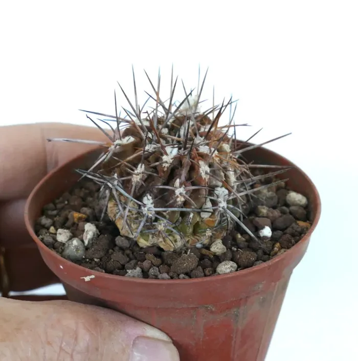 Pyrrocactus sp. AW282 HUASCO CALETA-SARCO 33001
