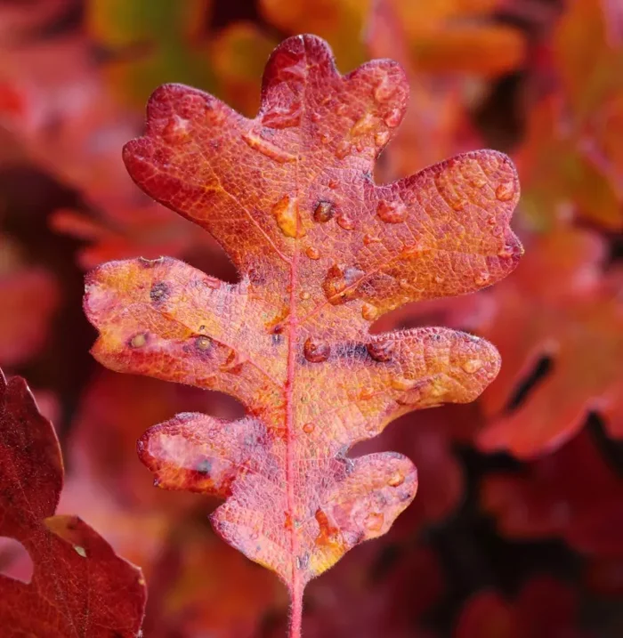 Quercus garryana (Vancouver island) Online