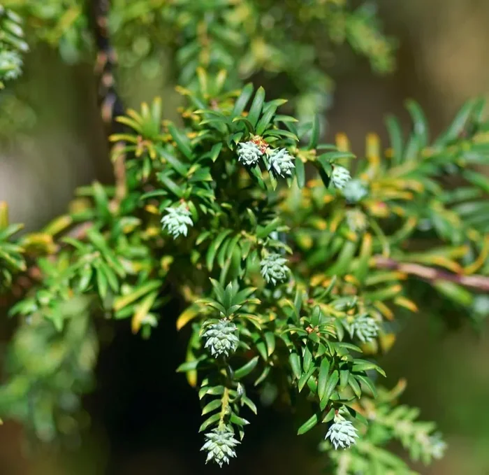 Saxegothaea conspicua