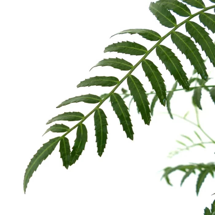 Schinus molle - immagine 2