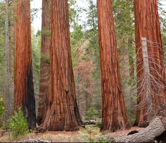 Sequoiadendron giganteum Online ora