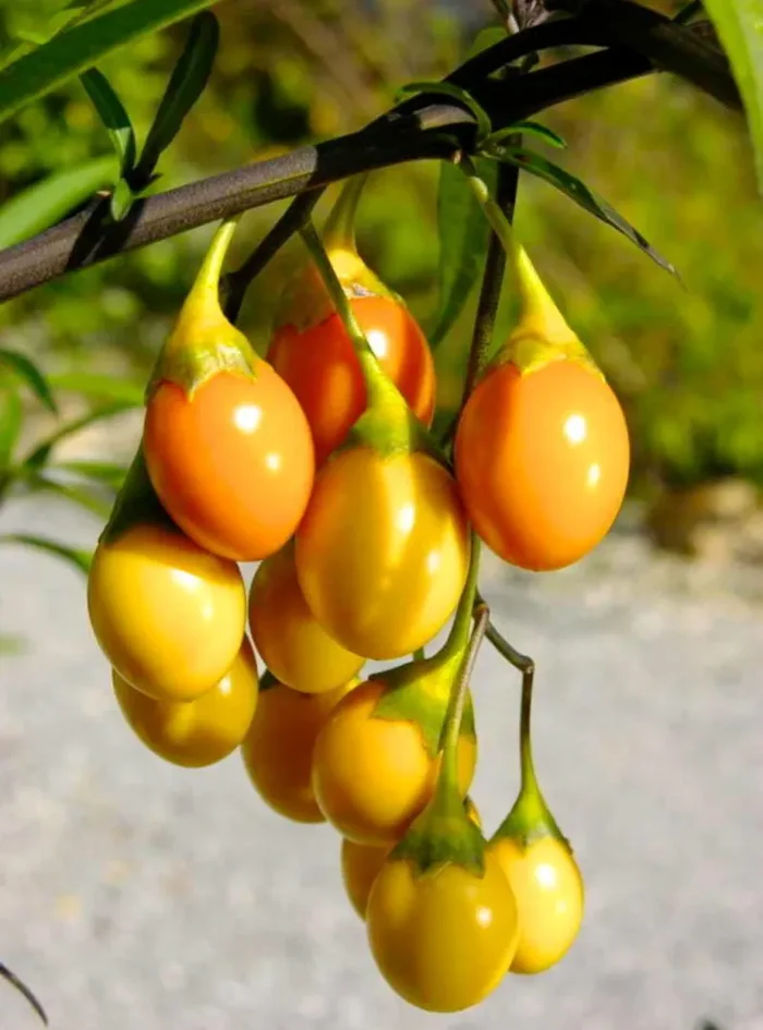 Solanum laciniatum (Kangaroo Apples) SEEDS Moda