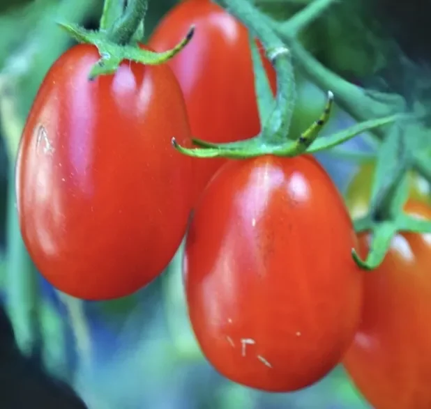 Solanum lycopersicum var. esculentum TOMATO ‘Petomech’ SEEDS