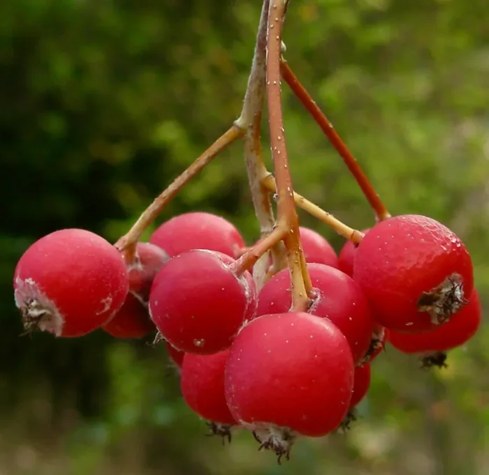 Sorbus aria Vendita calda