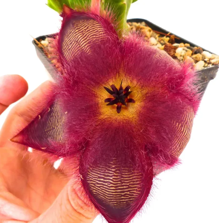 Stapelia hirsuta