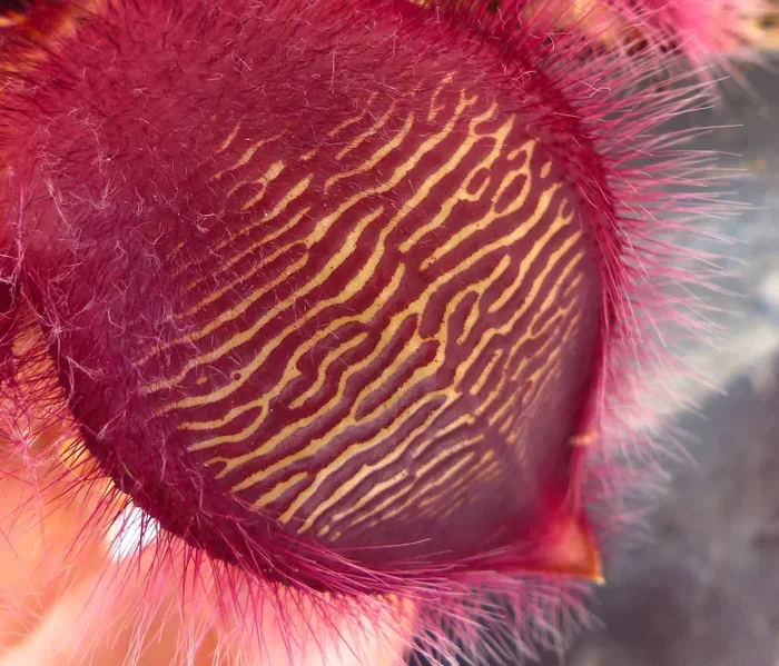 Stapelia hirsuta - immagine 2