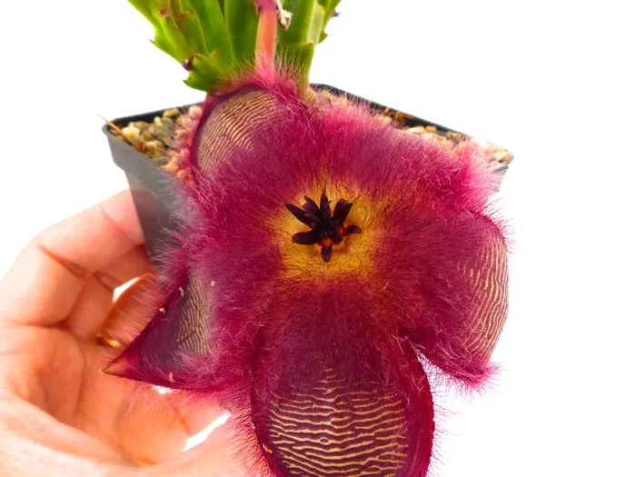 Stapelia hirsuta - immagine 3