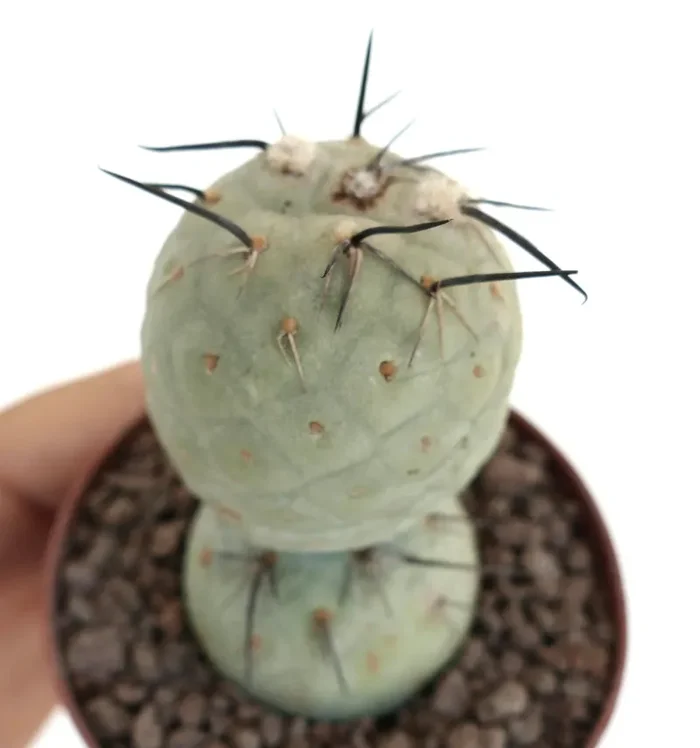 Tephrocactus geometricus BLACK SPINES - immagine 2
