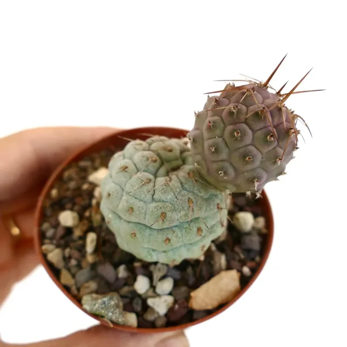 Tephrocactus geometricus BROWN SPINES - immagine 3
