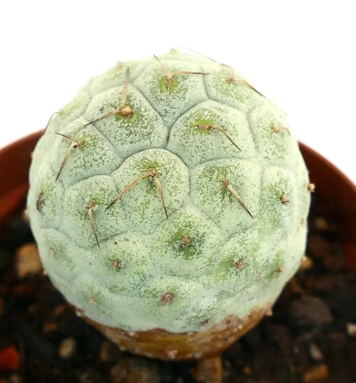 Tephrocactus geometricus BROWN SPINES Moda