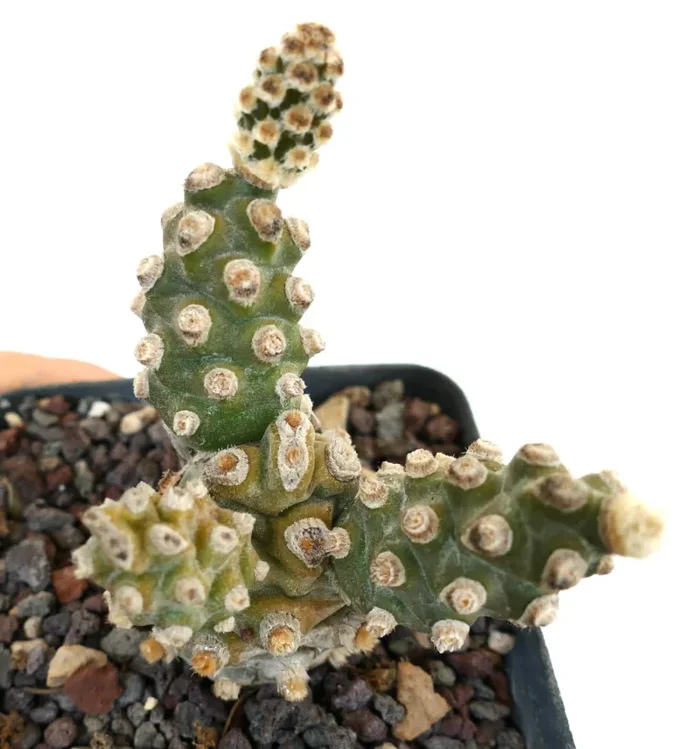 Tephrocactus molinensis - immagine 2