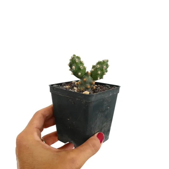 Tephrocactus molinensis Vendita online
