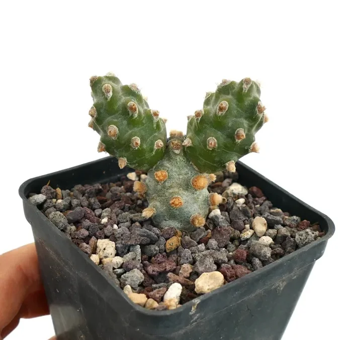 Tephrocactus molinensis Vendita online - immagine 2