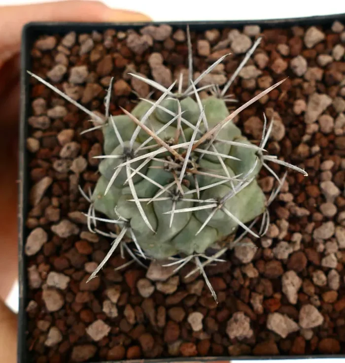 Thelocactus rinconensis var. nidulans - immagine 3