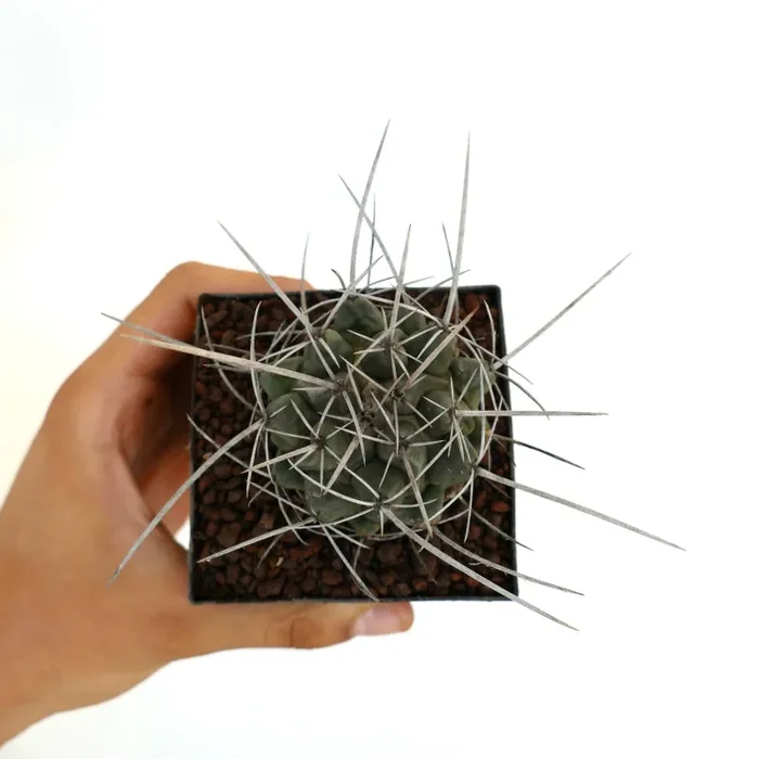 Thelocactus rinconensis var. nidulans Vendita calda