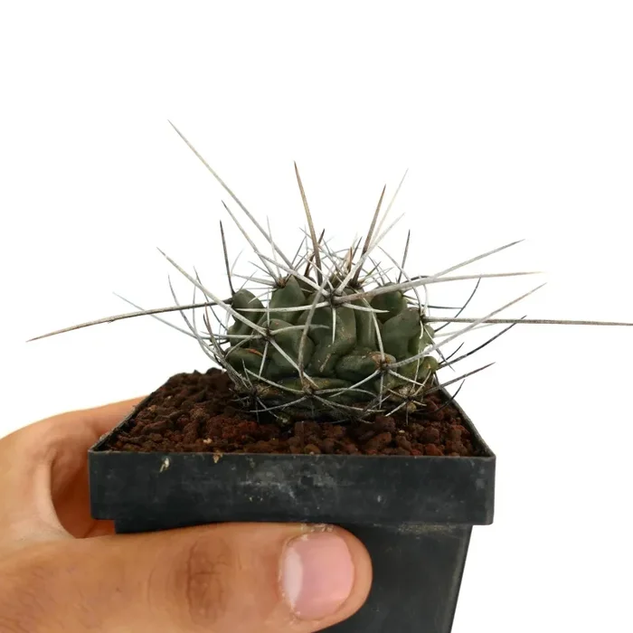 Thelocactus rinconensis var. nidulans Vendita calda - immagine 2