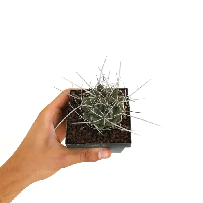 Thelocactus rinconensis var. nidulans Vendita calda - immagine 3