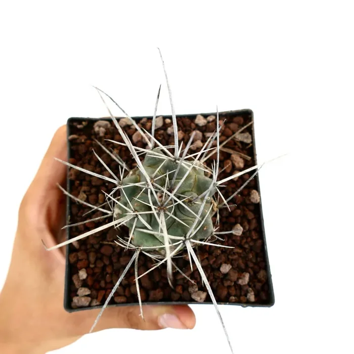 Thelocactus rinconensis var. nidulans - immagine 3