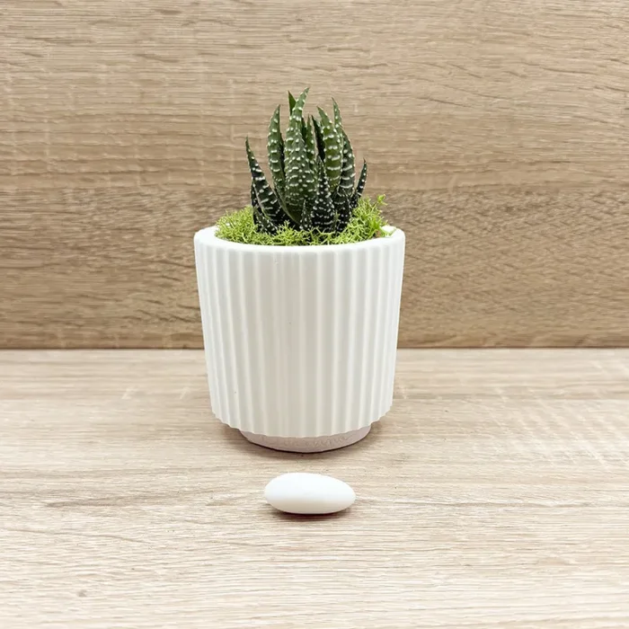 Vaso con Piantina e Muschio base Rosa Claraluna