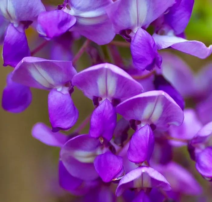 Wisteria floribunda DARK PURPLE Online ora